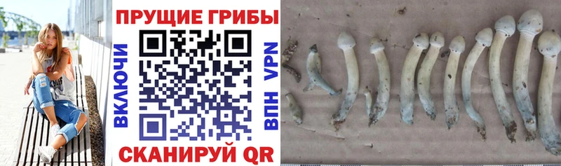 Псилоцибиновые грибы мухоморы Верхнеуральск